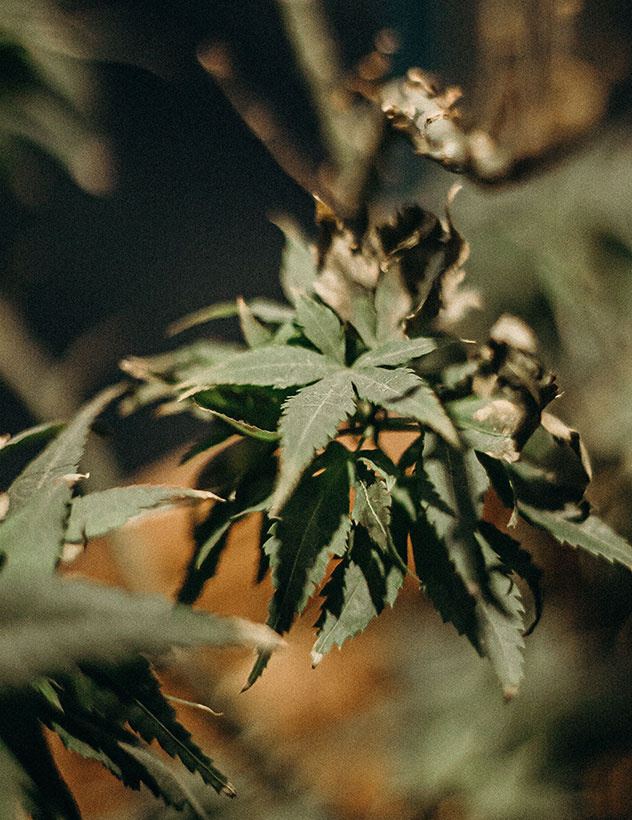Culture ADN Premium Quality CBD - 2