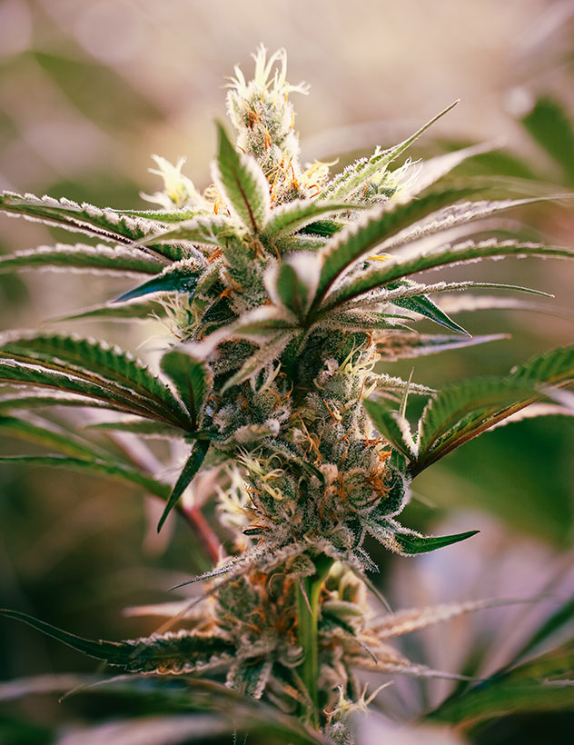 Culture ADN Premium Quality CBD - 1
