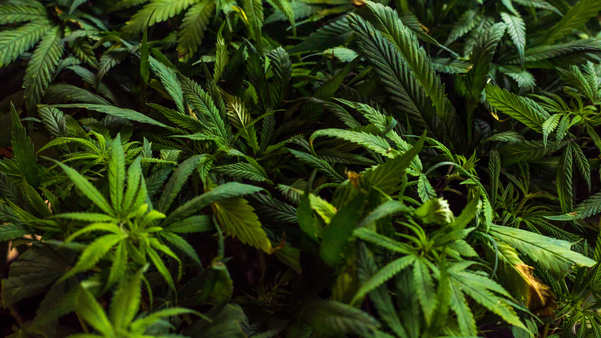 Les bienfaits du CBD pour le corps ADN Premium Quality CBD